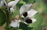 _2009_03_vicia_faba.jpg