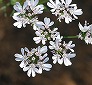 _2009_05_coriandrum.jpg