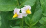 _2009_05_solanum.jpg