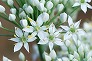 _2010_09_allium.jpg