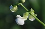 _2011_06_phaseolus2.jpg