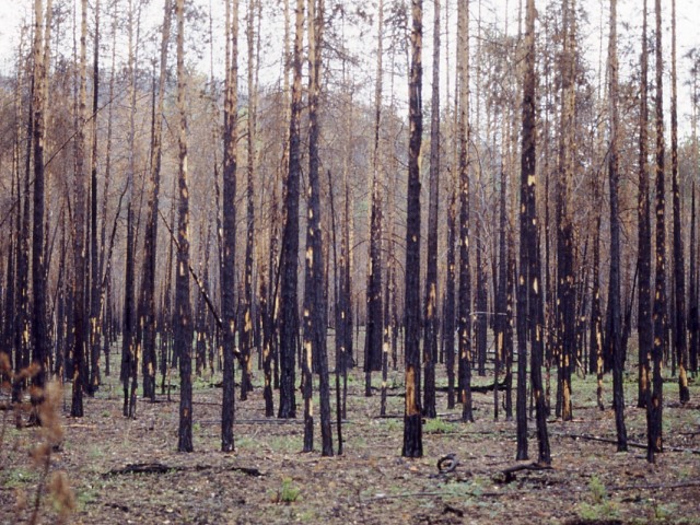 s93_220.jpg