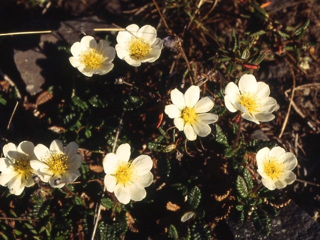 s94_015.jpg