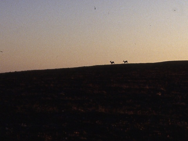 s94_158.jpg