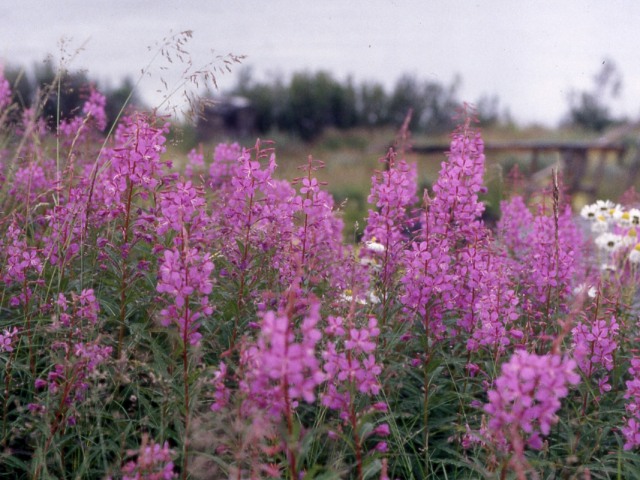 s95_102.jpg