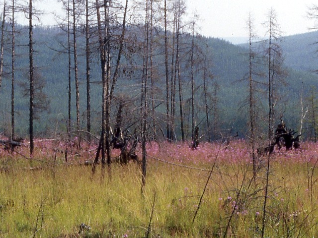 s96_018.jpg