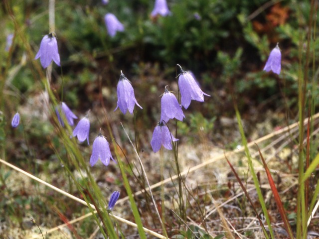 s96_108.jpg