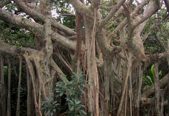 ficus.jpg