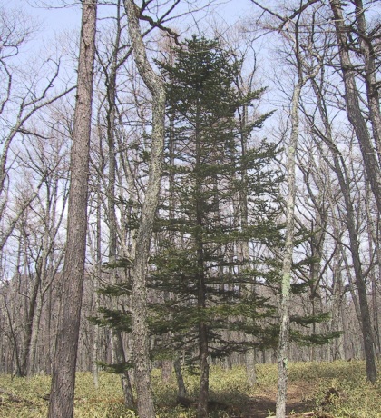 abies2.jpg