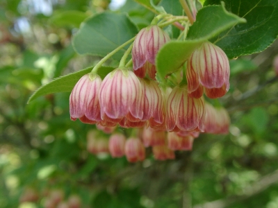 enkianthus.jpg