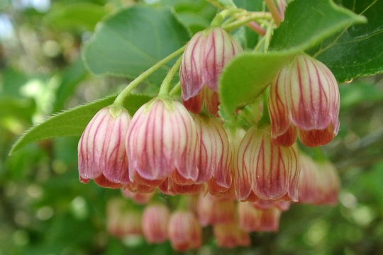 enkianthus2.jpg
