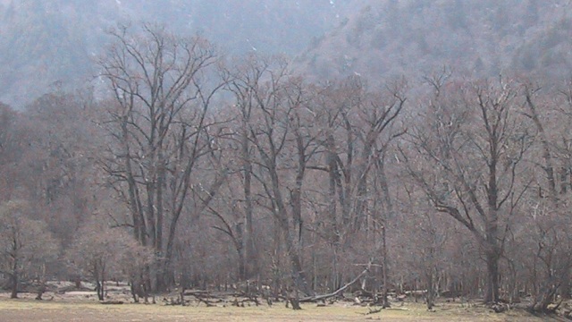forest2.jpg