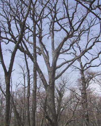quercus2.jpg