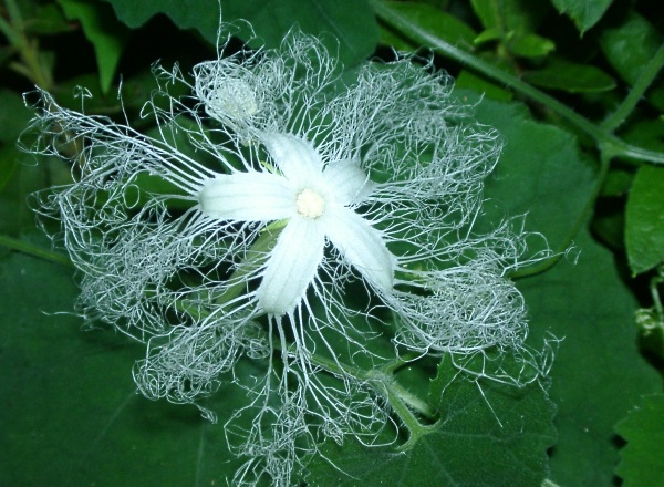 trichosanthes2.jpg