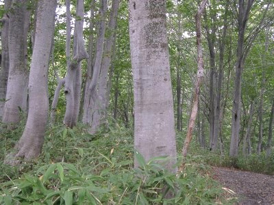 beech0.jpg