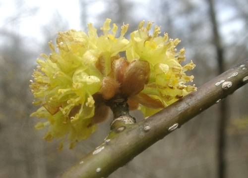 lindera.jpg