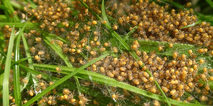 spiders.jpg