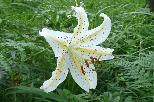 lilium2.jpg