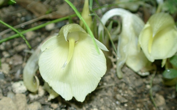myoga3.jpg