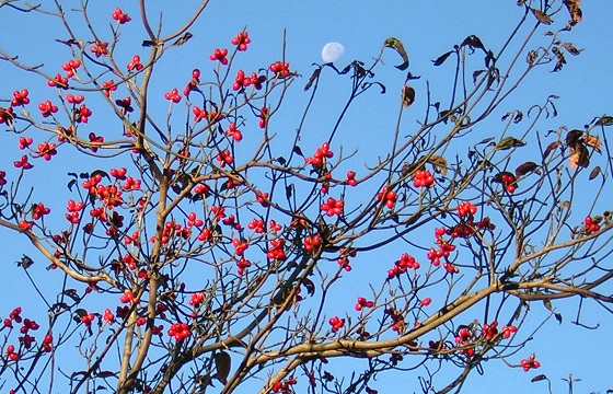 cornus_2.jpg