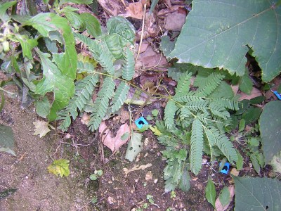 albizia.jpg