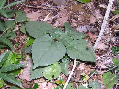 clerodendrum.jpg