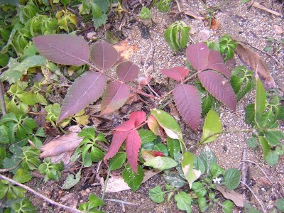 rhus.jpg