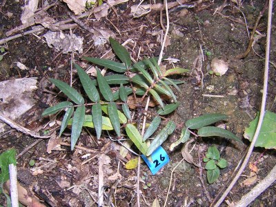 zanthoxylum.jpg
