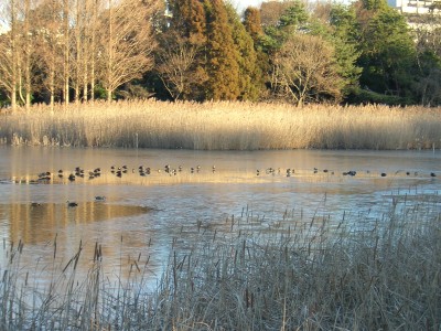 pond.jpg