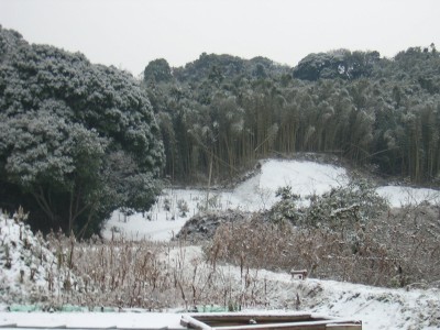 snow1.jpg