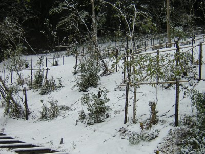 snow2.jpg