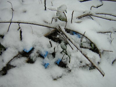 snow3.jpg