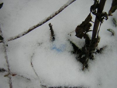 snow4.jpg