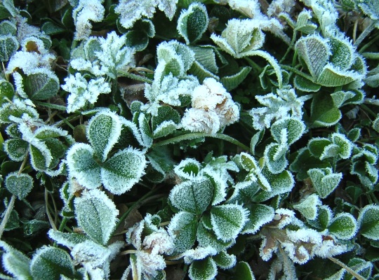 frost.jpg