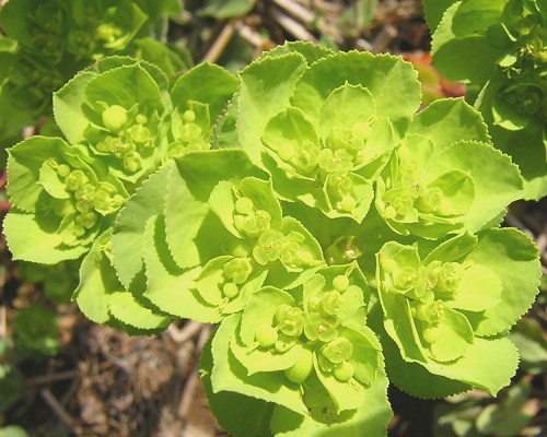 euphorbia.jpg