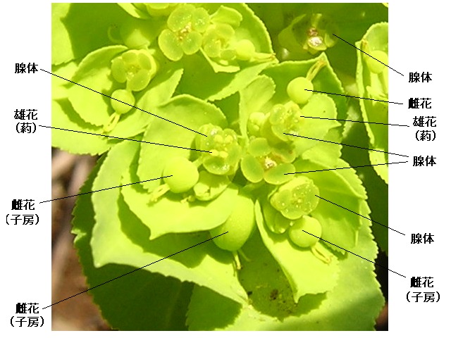 euphorbia_flower.jpg