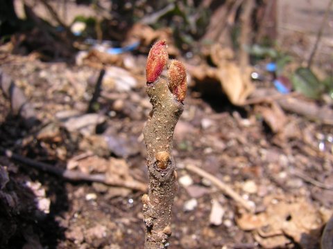 rhus_mar.jpg