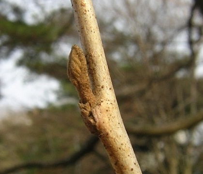 styrax_bud0.jpg