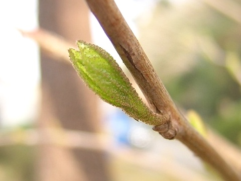 styrax_bud1.jpg