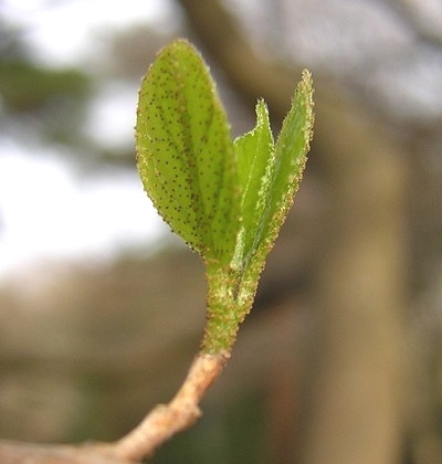 styrax_bud2.jpg
