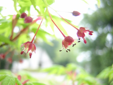 acer_flower.jpg