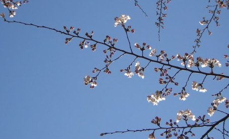 cherry.jpg