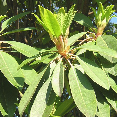 daphniphyllum.jpg