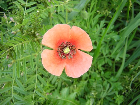 papaver.jpg