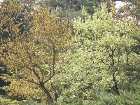 quercus_flw.jpg