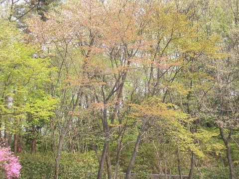sprouting_trees.jpg