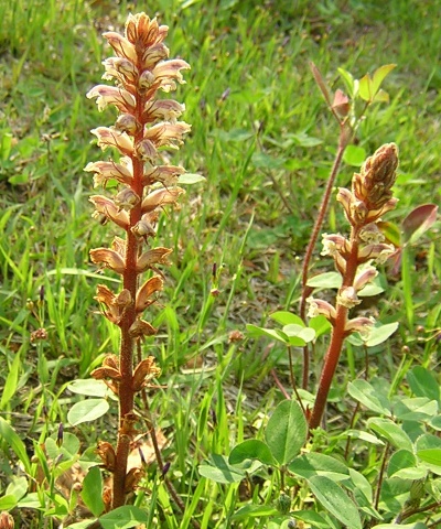 orobanche1.jpg