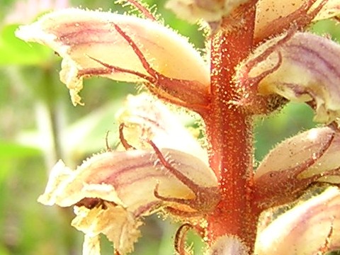 orobanche2.jpg