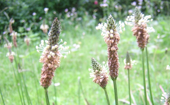 plantago1.jpg