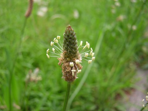 plantago2.jpg